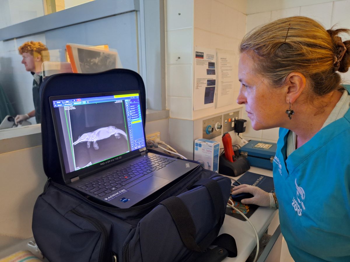 Vet Rebecca Robey assesses juvenile platypus x-rays during initial exam