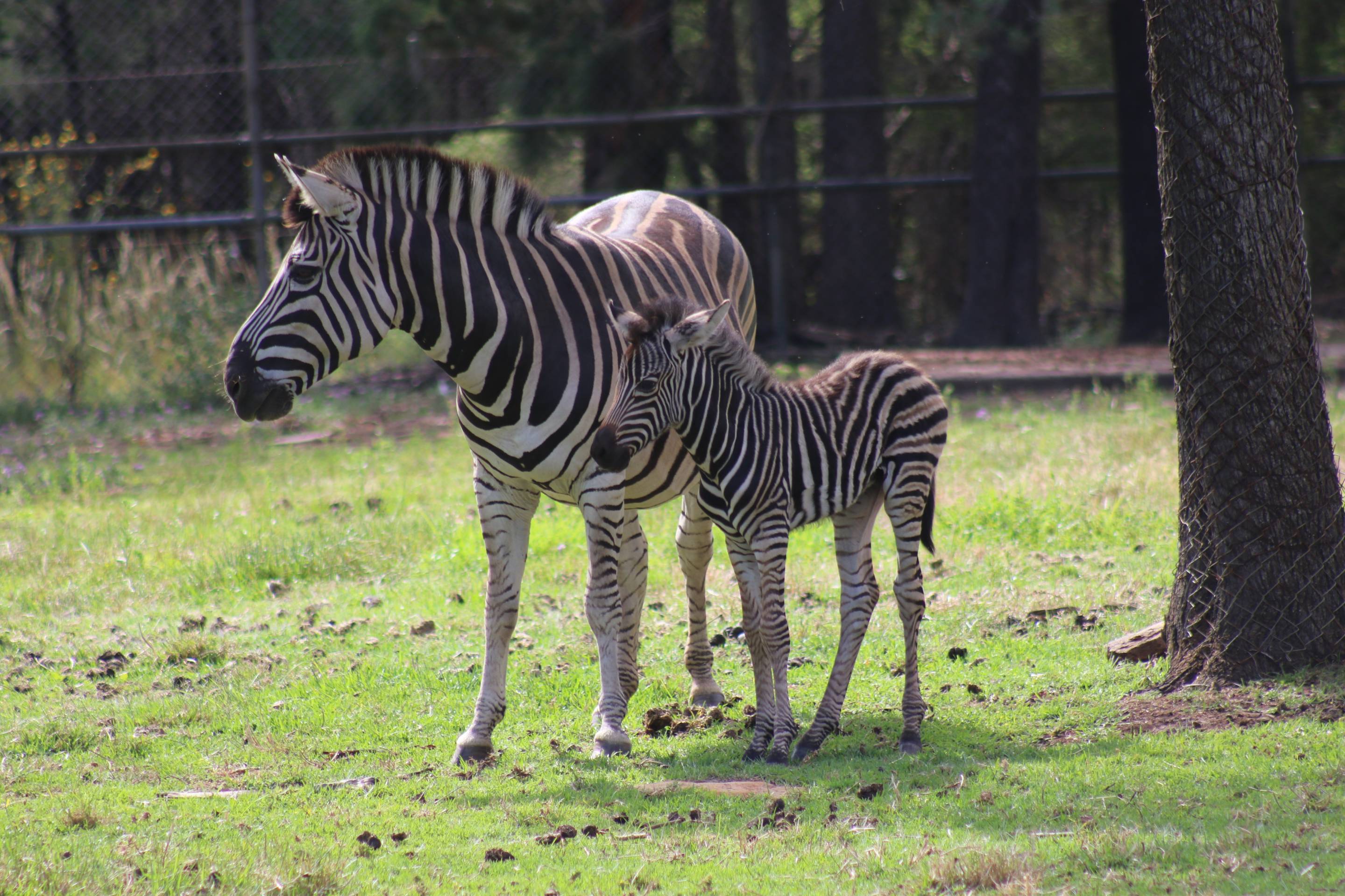 Zebra foal