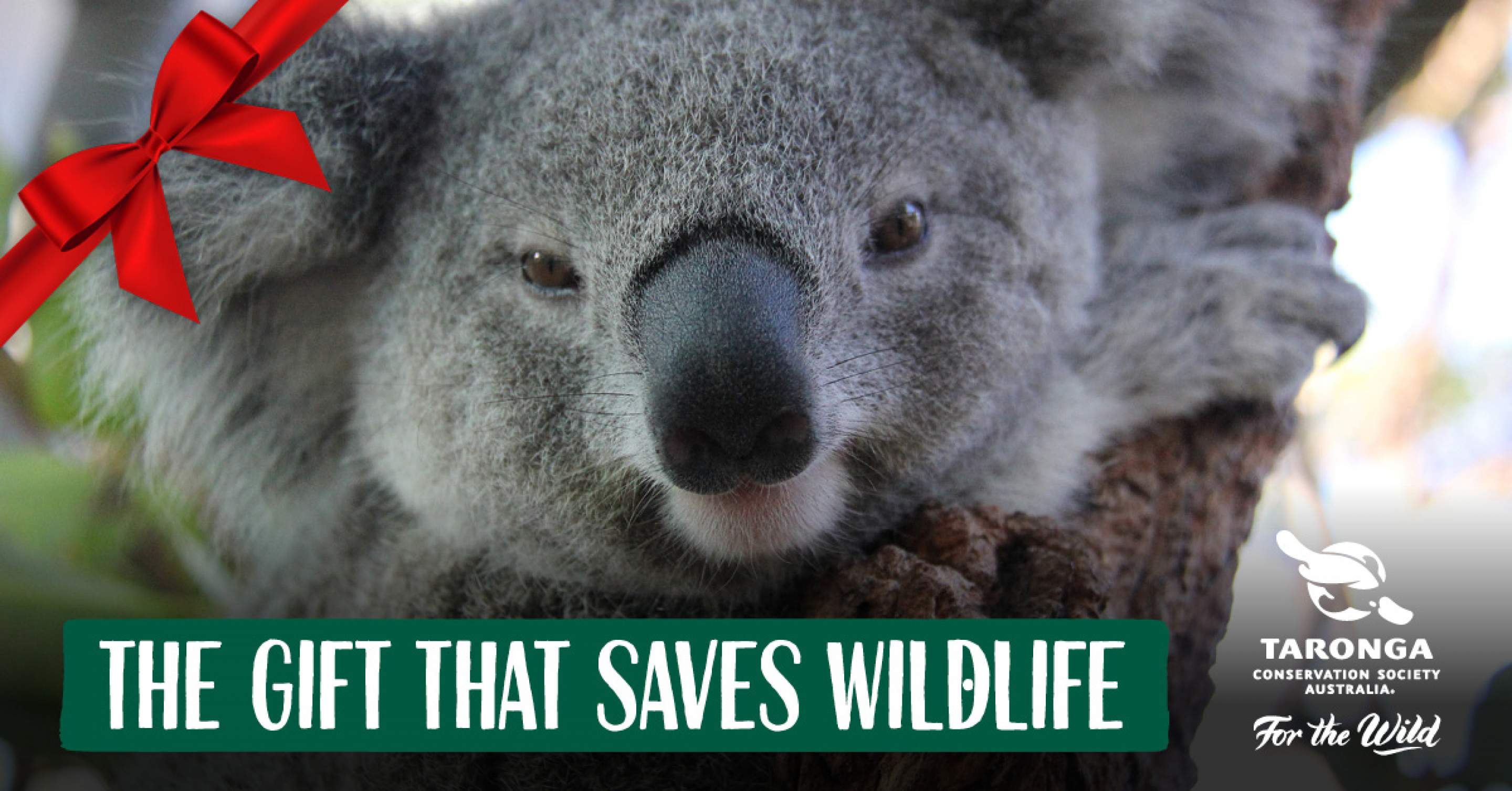 Zoo Parent animal adoption