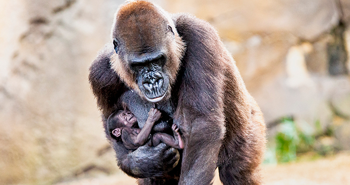 Frala and baby Fikiri - Western Lowland Gorilla
