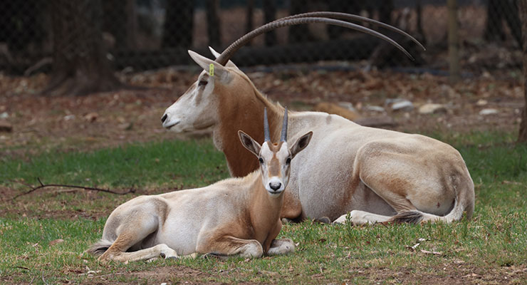 Scimitar-horned Oryx