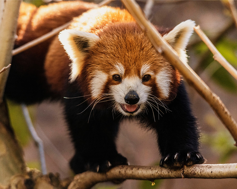 Red Panda