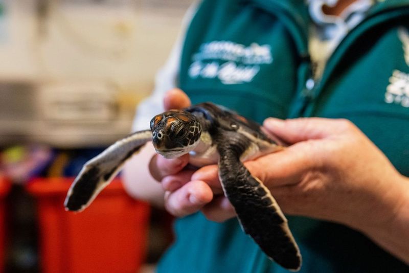 Turtle receiving care at Taronga Wildlife Hospital