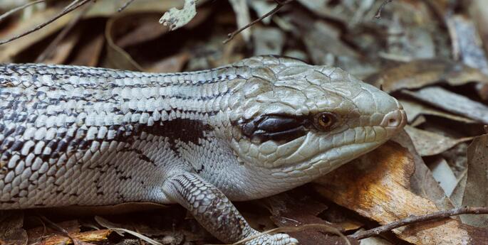 Early Stage 1: Connecting to Country: Stories from Land, Water and Sky
