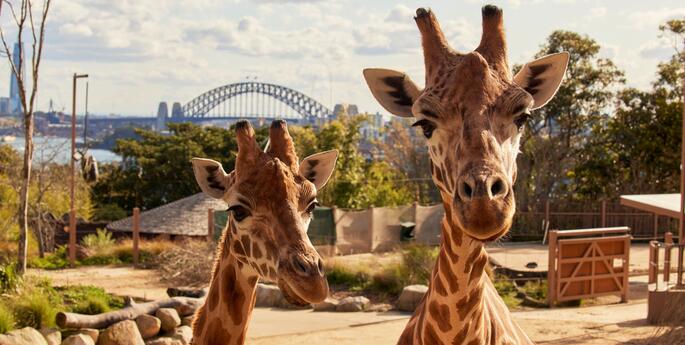 Stage 4: Wild About Data