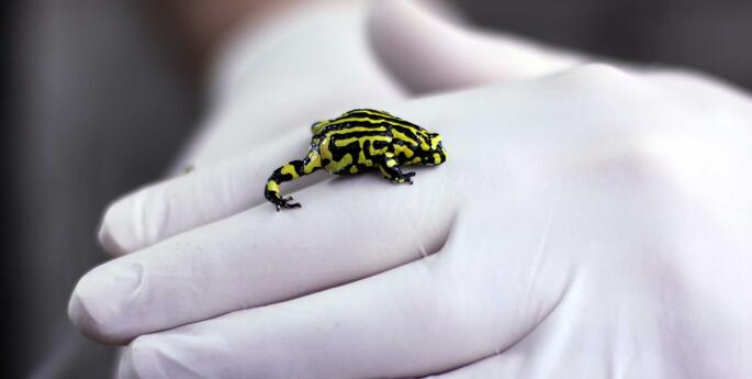 10 endangered species saved from extinction by zoos