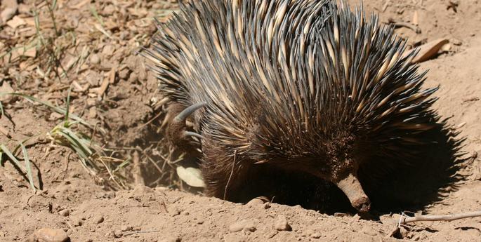 Early Stage 1: How Living Things Survive