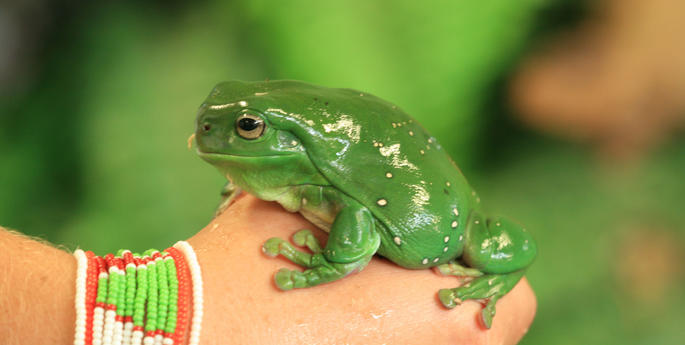 Stage 1: Life Cycles