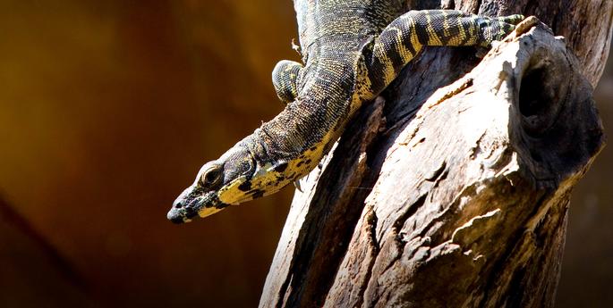 Early Stage 1: How Living Things Survive