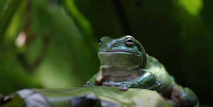 Stage 1: Life Cycles