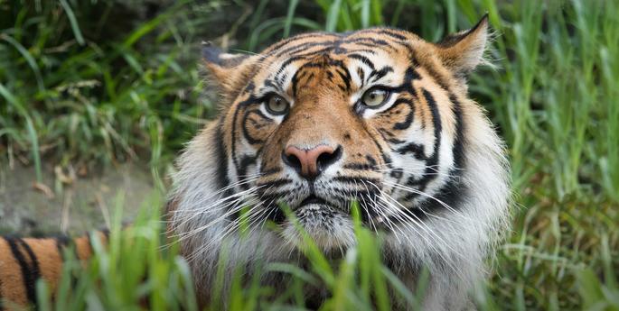 Stage 3: Habitat Heroes: Sustaining Global Environments