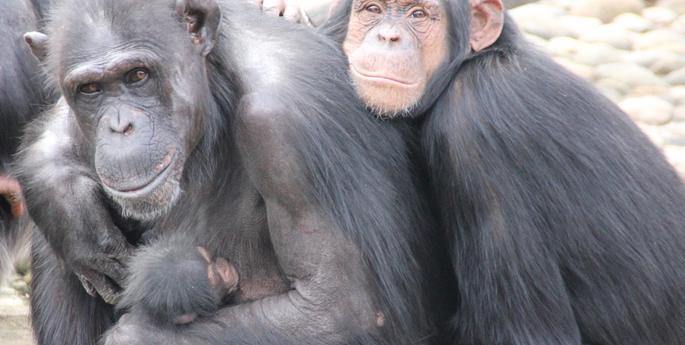 Shiba’s little bundle arrives