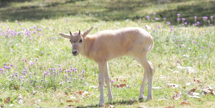 Addax calf born