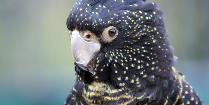 Diyara makes a safe return