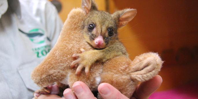 Orphaned possums get a helping hand at Taronga