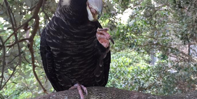 Daggles “Gets Physical”