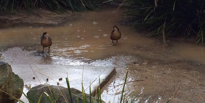 Puddle playtime at B2B
