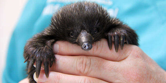 Baby echidna finds a new mum at Taronga