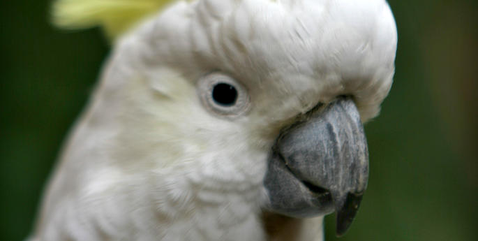 That Bird! (Blue and Black, or White and Gold?)