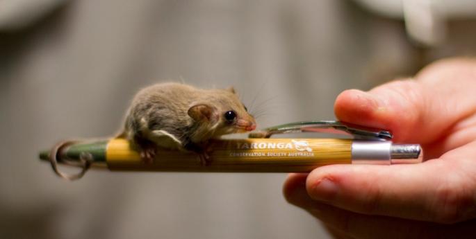 Successful breeding of the world's smallest gliders