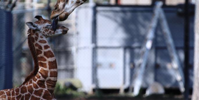 Giraffe calf growing in confidence
