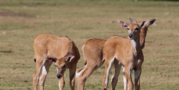 New Eland babies kick-start calving season