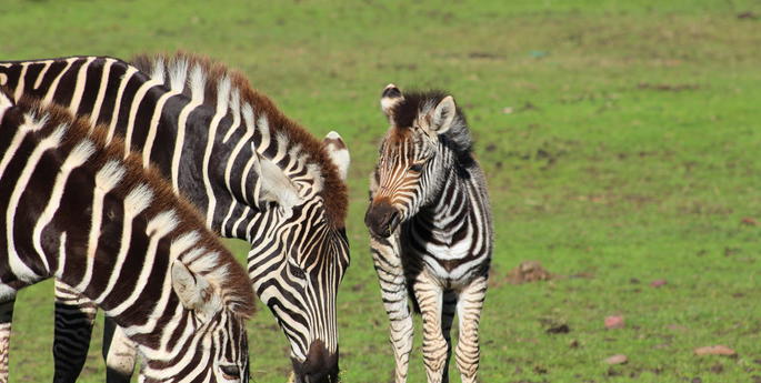 Zoo welcomes second stripey arrival