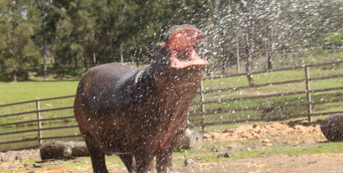 Hippo Kibibi turns two