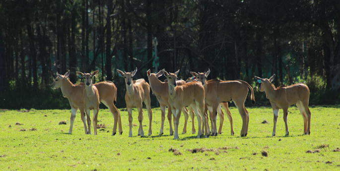 Baby boom in the Eland herd