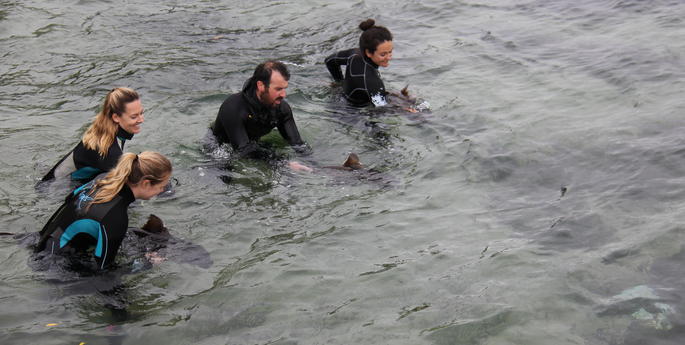 Shark study is FINished for another year