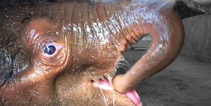 Elephant calf meeting miletsones