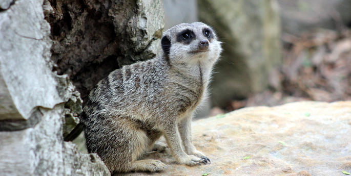 New brothers join Taronga’s meerkat mob