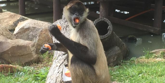 French monkey now calls Dubbo home!