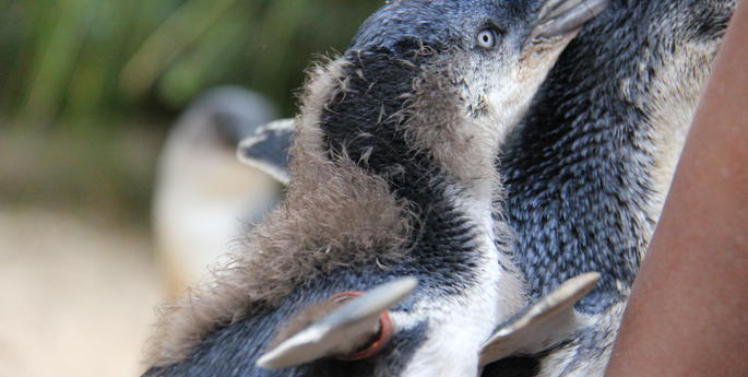 Taronga Welcomes 16 New Happy Feet