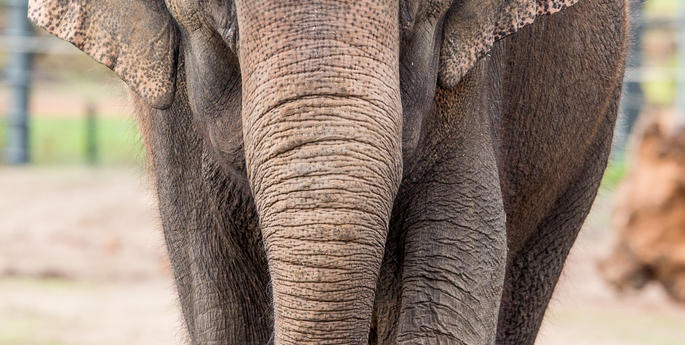 Zoo expecting second Asian Elephant calf