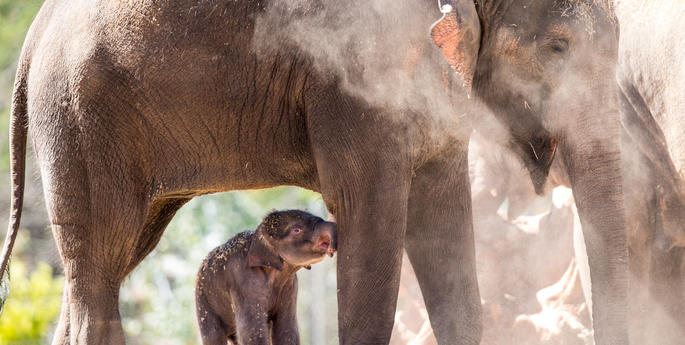 Porntip the supportive aunty