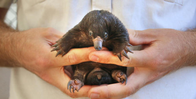 Taronga celebrates first echidna births in 29 years