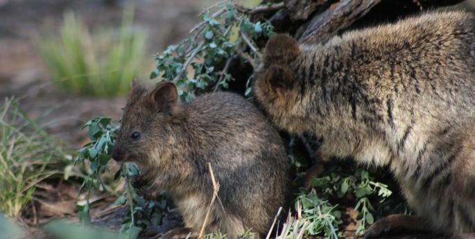 Quokka joey emerges