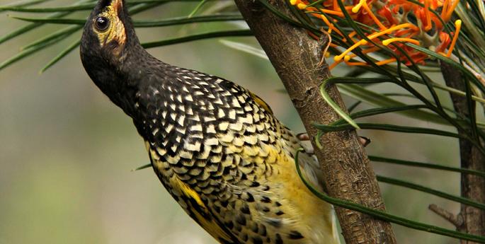 Largest ever release of Regent Honeyeaters