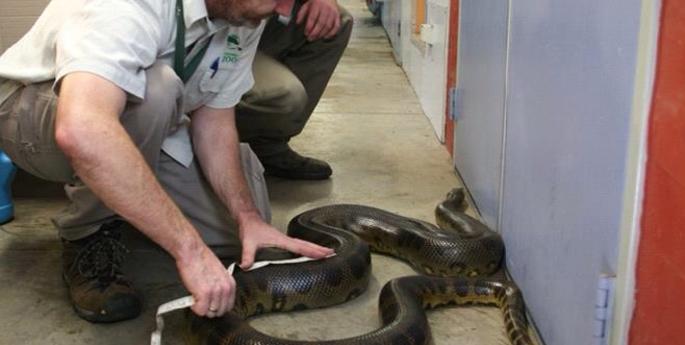 Green Anaconda weighs in