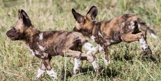 African Wild Dog Pups on display!