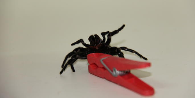 Sydney Funnel-web Spiders step out for Spring