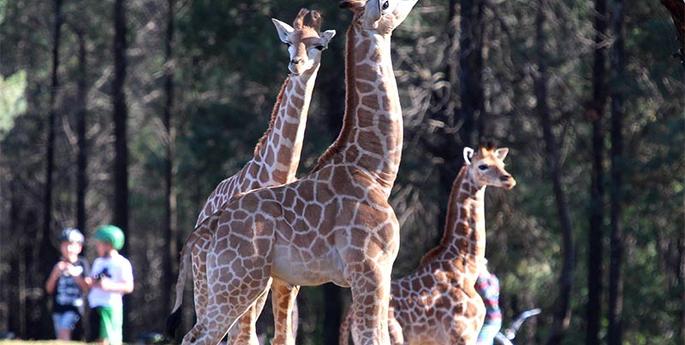 Good things come in threes!