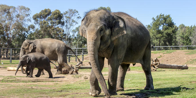 Porntip pregnancy update