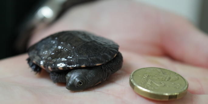 Little turtles have a long road ahead