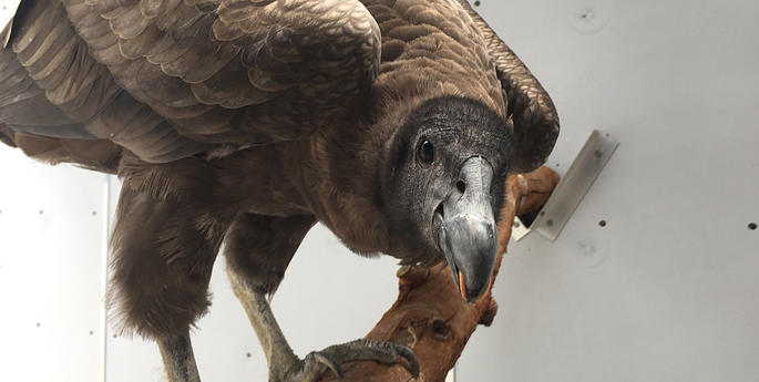 Zuleta prepares for big journey