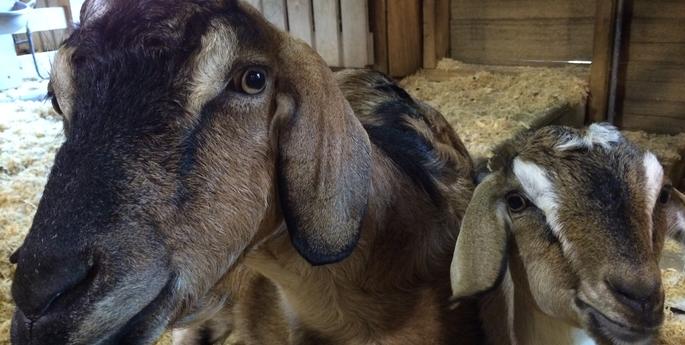 Snuggles with BJ and Frankie