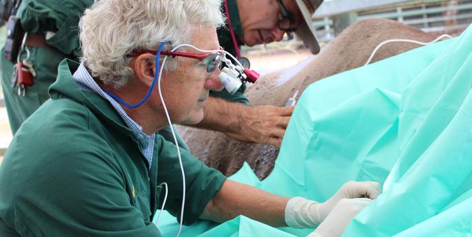 Black Rhino gets specialised treatment for eye problem