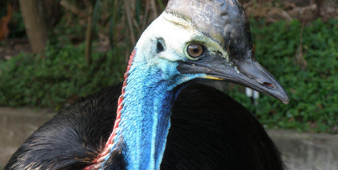 Cassowaries back on exhibit