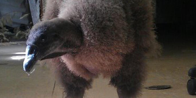 Everybody’s Shuffling!